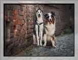 Owczarek australijski, Siberian Husky